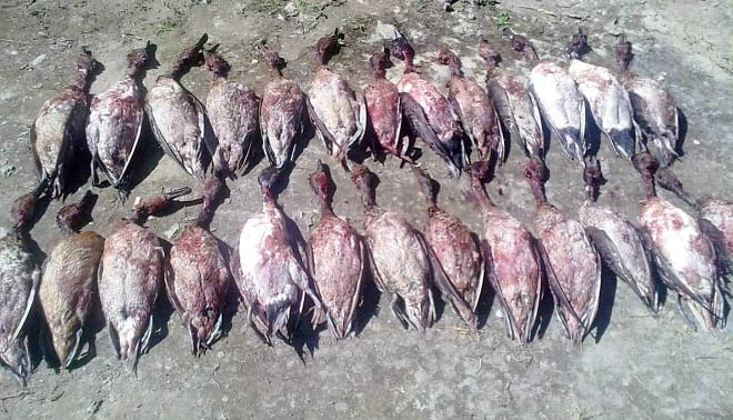  Poison-trapped ducks lie dead on the bank of Hakaluki Haor at Balijuri Beelpar in Baralekha upazila under Moulvibazar district.  PHOTO: STAR