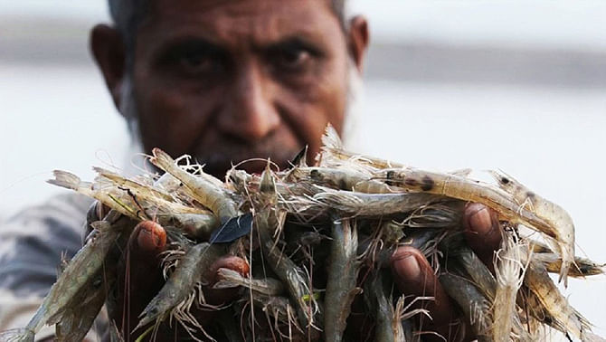 Disproportionate shrimp farming has a grievious consequence on the ecosystem. Photo: Vimeo grab