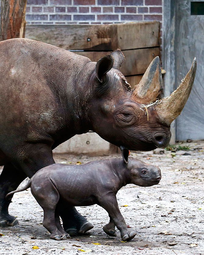 A ten-day old male rhinoceros calf stands next to its mother 'Kumi' in their enclosure at the zoo in Berlin, October 24, 2014. The baby rhino, who is yet to be named, is its mother's second offspring. Photo: Reuters