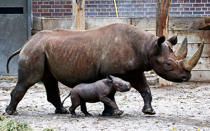 A ten-day old male rhinoceros calf stands next to its mother 'Kumi' in their enclosure at the zoo in Berlin, October 24, 2014. The baby rhino, who is yet to be named, is its mother's second offspring. Photo: Reuters