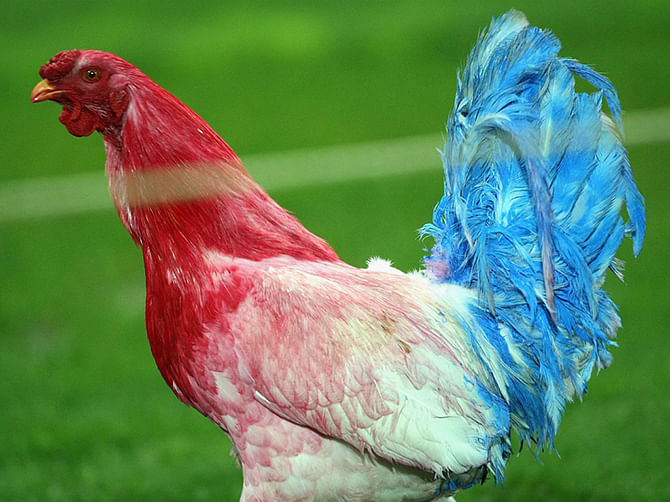 Why the Gallic rooster is the symbol of the France national team | The  Daily Star