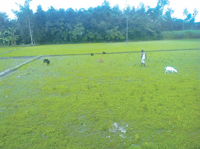 Goats graze at a field of Panthapara village in Rajarhat upazila under Kurigram district as the land meant for aman cultivation lies barren amid scanty rain. PHOTO: STAR