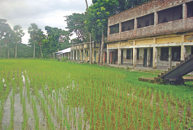 The playground of Sehakathi High School in Patuakhali Sadar upazila has been turned into a paddy field. The authorities might have felt that students don't have to take part in sports. They also seem to have forgotten that “All work and no play makes Jack a dull boy”. The photo was taken last week.  Photo: Star