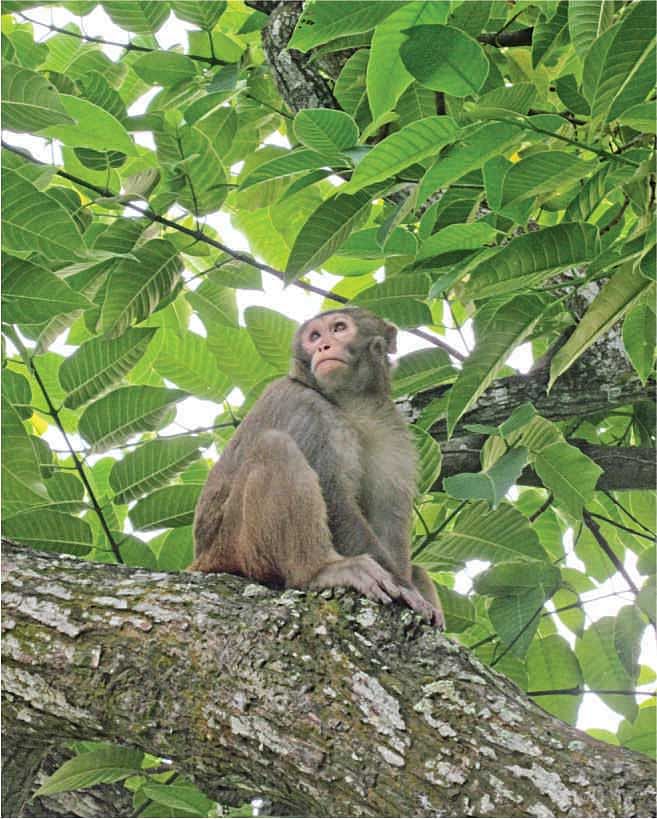 The macaque may have escaped from his or her cage.