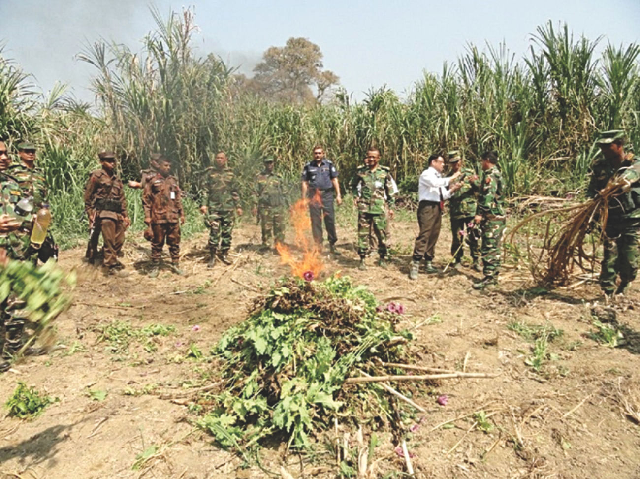 A team of joint forces destroy secretly cultivated poppy plants in Sangu Reserve Forest in Bandarban district yesterday as part of their ongoing drives against the harmful item used to produce addictive drugs like opium and heroin.  PHOTO: STAR