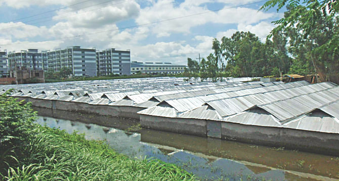 People have built rows of corrugated iron sheet houses on the edge of the Dhaka-Tangail highway in the hope of getting compensation before work on the expansion of the highway begins. Some have even rented land to build such structures. The photo was taken at Dherua of Mirzapur.  Photo: Mirza Shakil