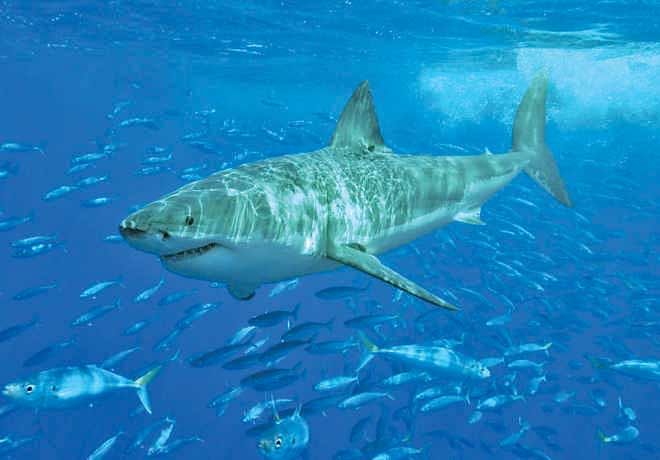The great white shark is one of only four species  of sharks that have been involved in a significant  number of fatal unprovoked attacks on humans. Photo Courtesy: Wikipedia