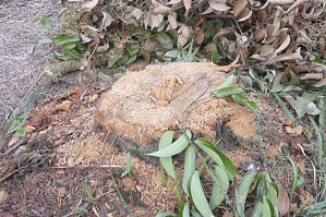 Remains of stumps bear testimony to the mindless felling of several trees on the premises of Patuakhali Television Relay Centre on Tuesday.  PHOTO: STAR