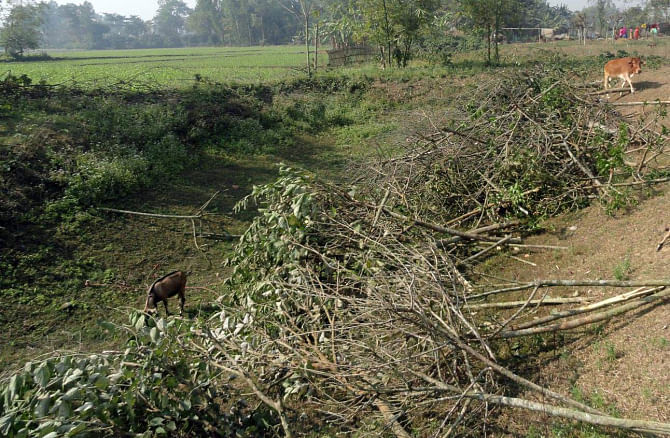 Criminals cut down around 2800 silk trees at the garden of Sericulture Development Board at Sonka village in Birganj upazila of Dinajpur district early Friday.  PHOTO: STAR