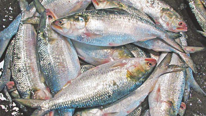 Production of hilsa in the country is increasing, though nominally. Experts believe an extension of hilsa catching ban will help boost the production significantly in the next season. Photo: File