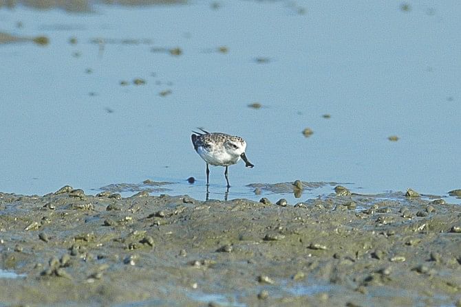 Going from Bangladesh: Spoon-billed Sandpiper