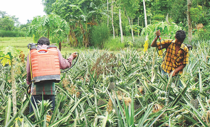 Chemicals being sprayed in a pineapple orchard in Jangalia of Madhupur in Tangail. Photo: Star