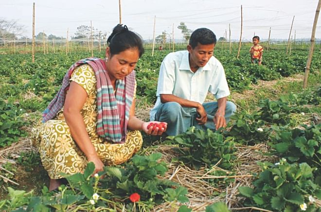 The farmer couple of Khagrachhari tends to their strawberries. PHOTO: STAR