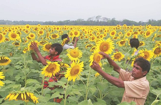 Sunflower farming trebles in Patuakhali | The Daily Star