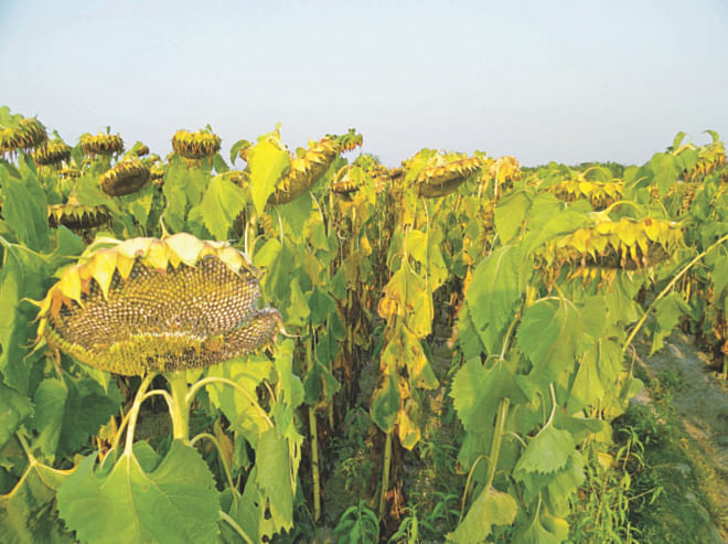Late blight affected sunflowers at a field at Phulchhari village in Lalmonirhat Sadar upazila. Farmers of the village are very upset as sunflowers at their farmland are badly affected by the disease due to intense cold wave early this year. Photo: Star