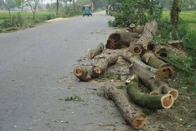 Logs lie beside Sylhet-Dhaka highway near Chunarughat upazila headquarters in Habiganj district, bearing testimony to the mindless felling of such trees during the last several days.  PHOTO: STAR
