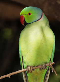 A talking parrot has helped the police to crack the case of its mistress' murder after it 