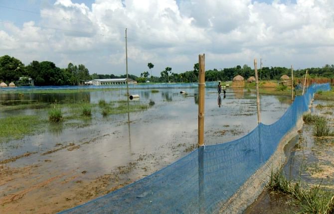 As fishes worth around Tk 9 crore were washed away from fish farms in different areas of Tangail district by the recent flooding, fish farmers are now setting nets around their farms to save fishes. The photo was taken from Aloa Bhabani village in Sadar upazila of the district.  Photo: Star