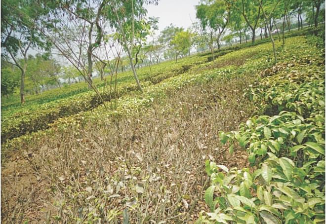 Dried up tea buds in the tea gardens of Panchagarh. PHOTO: STAR