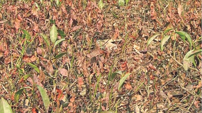Red spider attack turns the leaves reddish. PHOTO: STAR