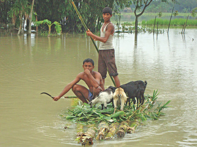 Two villagers taking away their domestic animals in the safe area on Kolar Bhura (vessel is made by banana trees) as flood water from the rive Teesta submerges their houses during the rainy season at char Sindurna village of Hatibandha upazila in Lalmonirhat. Photo: Star