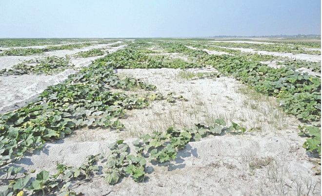 This used to be the Teesta river in Lalmonirhat. Now farmers try to cultivate vegetables there since the river dried up completely due to India's unilateral water withdrawal at the upstream through its Gajoldoba barrage and some other dams. The local farmers' new venture is also failing since none of the eight irrigation canals that flow from the Teesta barrage on Bangladesh side reaches this place, because at the time of building the irrigation barrage the river itself used to flow there. The photo was taken on Tuesday.   Photo: Star