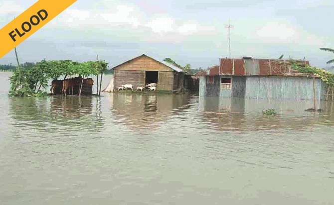 CONTRAST : A vast area in Sundarganj of Gaibandha has been flooded, while in some other parts of the district, water to rot jute is a big concern for farmers.  Both Dinajpur and Gaibandha are northern districts and the photos were taken on Friday and Tuesday respectively.  Photo: Star