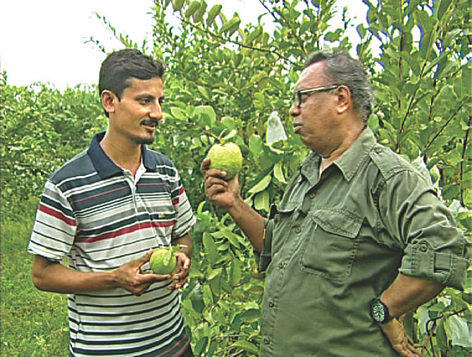 Shykh Seraj speaks to Atiqur Rahman Atique about the prospects of Thai variety guavas in Natore photo: Mati O Manush
