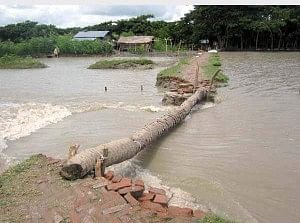A dead palm tree being used to link  a damaged road and a makeshift bamboo bridge on another road. Photo: Star