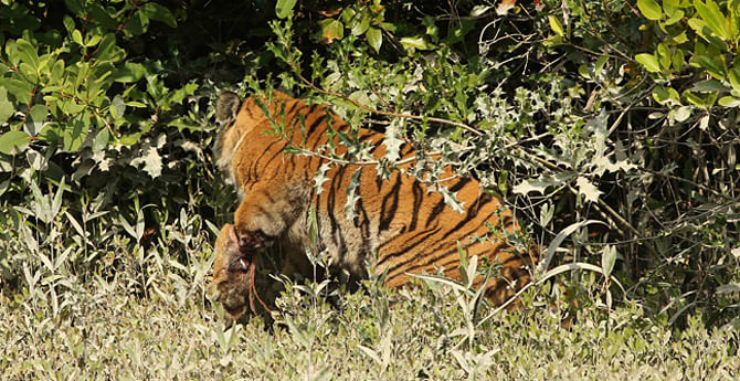 The tigress was first found with a rope tied to its left forelimb around Lawodobe area of Chandpai range in Sundarbans on January 28. It succumbed Wednesday.  Photo: Collected 