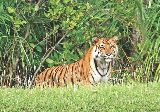 A staring Royal Bengal Tiger in Sundarbans. STAR file photo