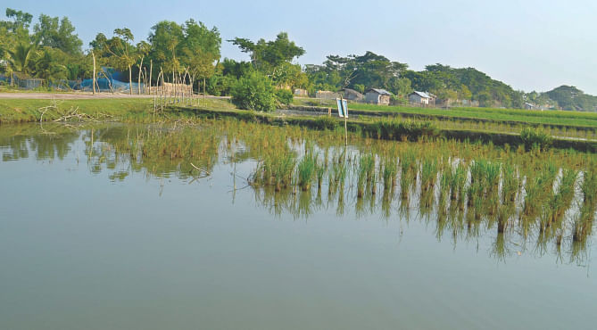 A farmer had attempted to grow rice on this submerged piece of land in Mongla upazila in Bagerhat but extreme salinity in the soil allowed only a handful of plants to survive, which are unlikely to be of any use. The photo was taken recently.  Photo: Star