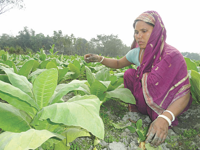 Farmers engaged in the cultivation of tobacco in Aditmari and Kaliganj upazilas in Lalmonirhat. PHOTO: STAR