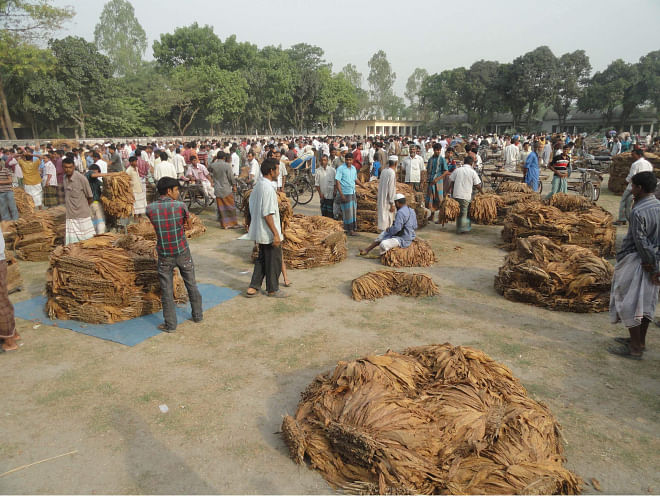 The ground of Saptibari High School in Aditmari upazila under Lalmonirhat district remains virtually off limits to students as unscrupulous people are using it for selling  tobacco. The callous act, disturbing classes and posing health hazards for students and teachers, is likely to continue for three months. PHOTO: STAR