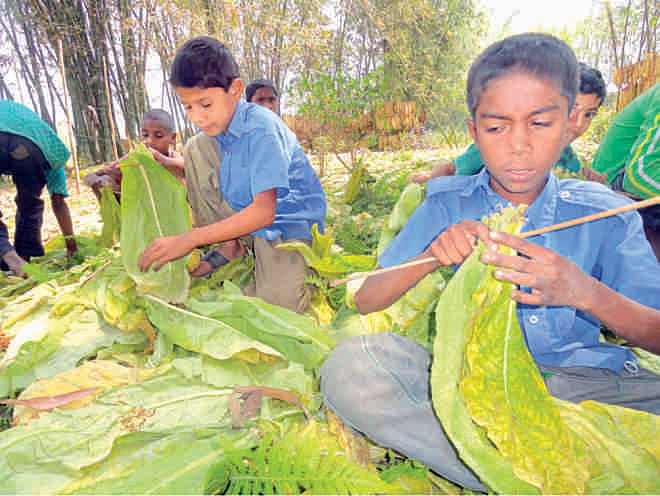 Children engaged in tobacco production.