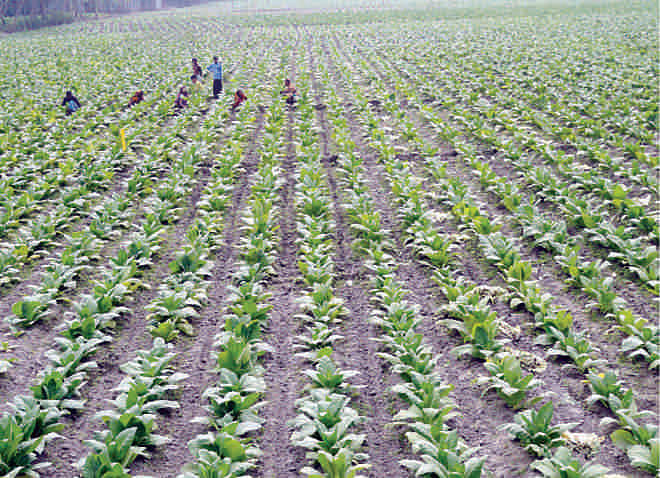 Tobacco has been taken over the fields that once grew food crops.
