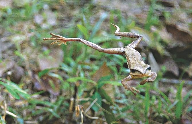 Common tree frog.  Photo: Ihtisham Kabir