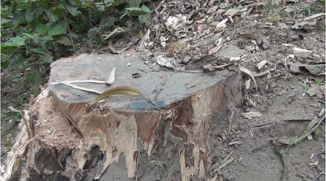 Stub of such a tree at Uttar Talma village in the union. PHOTO: STAR
