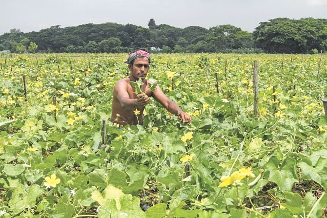 A farmer tends to his vegetable field in Keraniganj. Floods damaged some vegetable fields in districts around Dhaka. The districts supply the lion share of vegetables to the capital and supply has been adequate. But, using the floods as an excuse, traders hiked prices. Photo: Amran Hossain