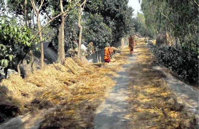 Wheat stalks, kept for drying, occupy a long stretch of a rural road in Sundarganj upazila under Gaibandha district, much to the nuisance of commuters and pedestrians.  PHOTO: STAR