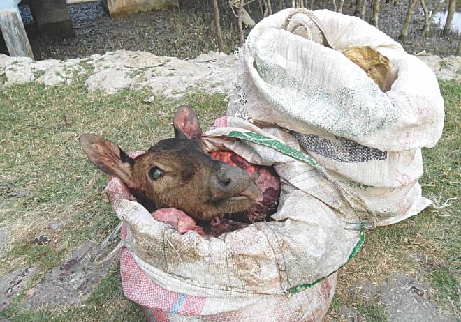 Two sacks of venison seized by police in the Sundarbans west division in April. Venison is not rare in the area as several groups of poachers are active there due to poor monitoring of forest officials.  Photo: Courtesy