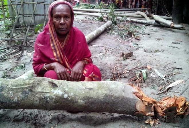 Firoza Bewa gives a bleak look as alleged land grabbers felled around fifty fruit bearing trees on the yard of her house at Rampura village in Harirampur union of Gobinaganj upazila under Gaibandha district on Sunday night. PHOTO: STAR