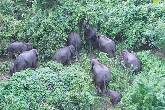A herd of 17 wild elephants at Chairmanpara village in Rangamati Sadar destroying fruit orchards and paddy fields almost every night for the last few days. PHOTO: STAR