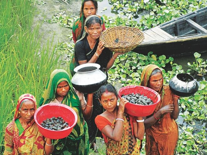 Women bring in oysters collected from Sati river in Gokunda village of Lalmonirhat. Underprivileged people of the area have been collecting and selling oysters to earn a little more to support their families.   Photo: Star