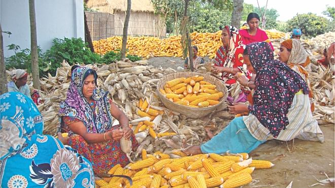 Women labourers are separating maize from chaff before transporting it to markets for sale on the premises of a farmer's house at Nargoon village in Thakurgaon Sadar upazila. Although several districts saw bumper yield of the item  this year, farmers are not getting fair price for their produce. Photo: Star 
