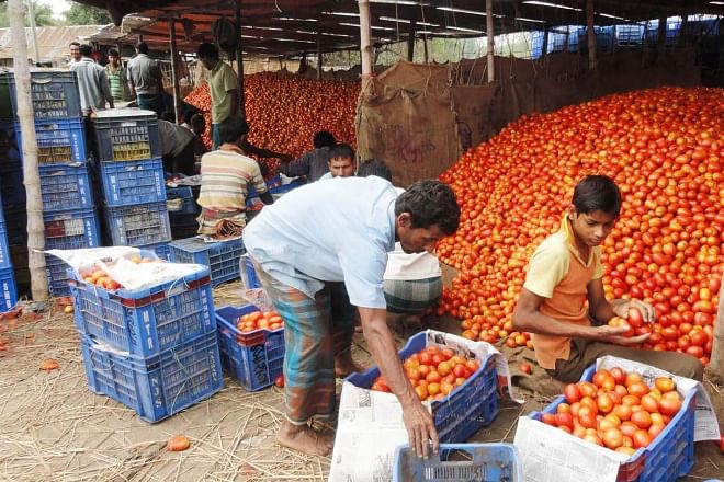 Workers sort summer tomatoes at a market of Gabura village in Dinajpur Sadar upazila that sees good yield of the popular vegetable this season. PHOTO: STAR