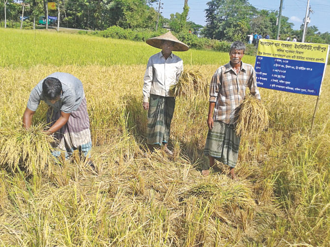 Farmers harvesting new variety of paddy at Dakshin Surma  upazila under Sylhet district. Photo: Star