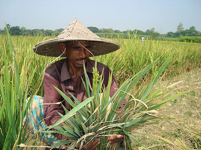 A farmer is examining paddy plant at his field at Patbila village in Kaliganj upazila of Jheniadah. Star file photo 