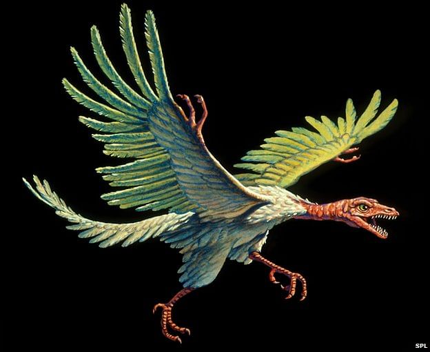 Could Archaeopteryx really fly? Photo taken from BBC 