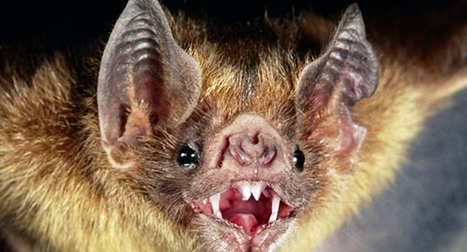 Bats found to use the sun’s polarization patterns as guides during flight.